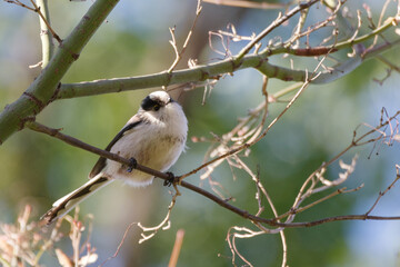 エナガ　東京、赤坂にある東京ミッドタウン