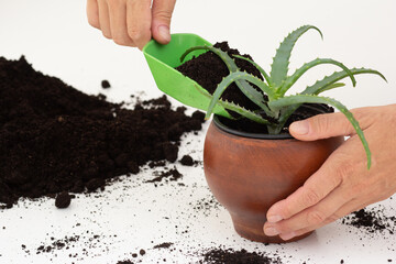 Woman hand putting soil using scoop into pot with aloe vera plant