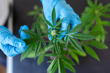 large number of cannabis flowers the hands of Medetsinsky employee concepts of profuse cultivation