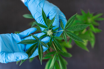 large number of cannabis flowers the hands of Medetsinsky employee concepts of profuse cultivation