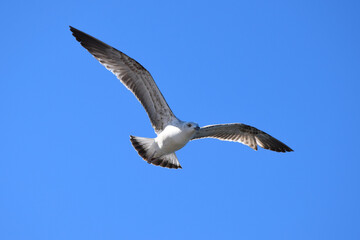 A seagull in the sky