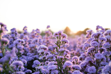 Violet margaret flowers blooming in garden and the light of the sun morning.