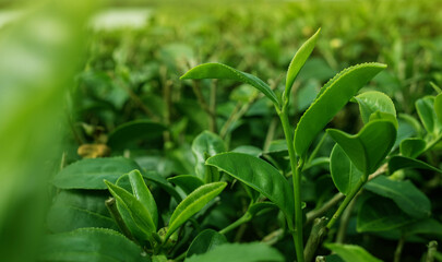 Top of green fresh tea leaves organic in the morning, tea plantation, green  leaf blurred background.