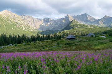 Fototapeta premium Hala latem tatry