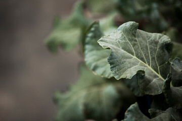 seeding in greenhouse. seeding plants greenhouse. seeding in greenhouse concept. plant seeding in greenhouse. new life. high quality photo.