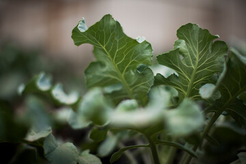 seeding in greenhouse. seeding plants greenhouse. seeding in greenhouse concept. plant seeding in greenhouse. new life. high quality photo.