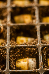 seeding in greenhouse. seeding plants greenhouse. seeding in greenhouse concept. plant seeding in greenhouse. new life. high quality photo.