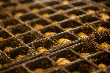 seeding in greenhouse. seeding plants greenhouse. seeding in greenhouse concept. plant seeding in greenhouse. new life. high quality photo.