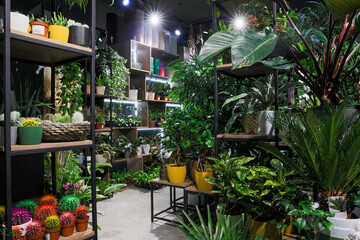 Fototapeta na wymiar flower shop interior with potted plants on shelves
