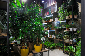 Fototapeta florist shop with premium exotic potted plants obraz