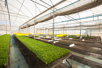 seeding in greenhouse. seeding plants greenhouse. seeding in greenhouse concept. plant seeding in greenhouse. new life. high quality photo.