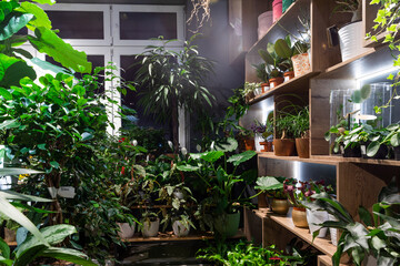 Fototapeta na wymiar interior of a flower shop selling potted plants of exotic flowers