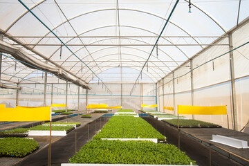 seeding in greenhouse. seeding plants greenhouse. seeding in greenhouse concept. plant seeding in greenhouse. new life. high quality photo.