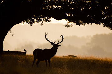 Red deer stag in the early morning in a park in London