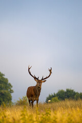 Red deer stag in the early morning in a park in London