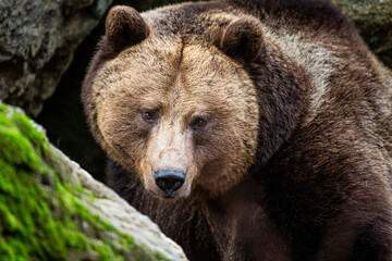 Eurasian Grizzly bear walks around in the forests and caves of Europe	 - Powered by Adobe