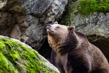 Eurasian Grizzly bear walks around in the forests and caves of Europe	