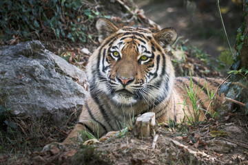 Tigre