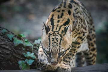 Ocelot © macroby