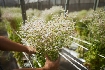 seeding in greenhouse. seeding plants greenhouse. seeding in greenhouse concept. plant seeding in greenhouse. new life. high quality photo.