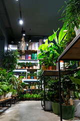 Fototapeta na wymiar stylish interior in the style of a loft flower shop with potted plants on the shelves