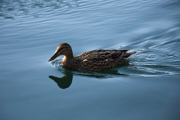 A duck swims in a lake