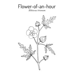Flower-of-an-hour or bladder ketmia Hibiscus trionum , ornamental and medicinal plant