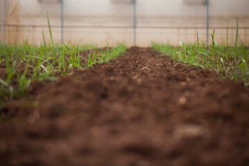 seeding in greenhouse. seeding plants greenhouse. seeding in greenhouse concept. plant seeding in greenhouse. new life. high quality photo.