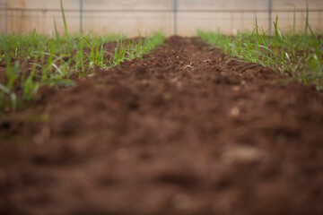 seeding in greenhouse. seeding plants greenhouse. seeding in greenhouse concept. plant seeding in greenhouse. new life. high quality photo.