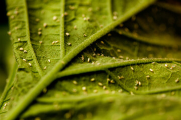 seeding in greenhouse. seeding plants greenhouse. seeding in greenhouse concept. plant seeding in greenhouse. new life. high quality photo.