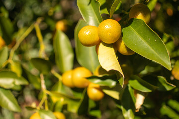 Kumquat trees bear some fruits on the tree. The fruits are shining in golden yellow.