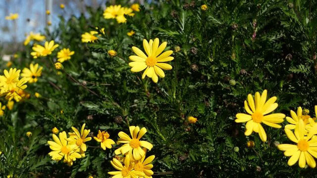 Yellow daisy flowers blossom, home gardening in California, USA. Natural botanical close up background. Euryops Pectinatus bloom in spring fresh garden. Springtime flora, Asteraceae bush in soft focus