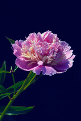 pink peony on dark background