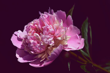 pink peony on old dark background