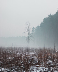 Fototapeta na wymiar Lonely tree in winter forest in the fog.