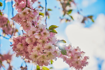 A beautiful cherry tree in full bloom in backlight from the sun in spring time