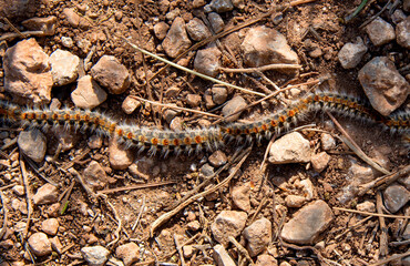 Processionary caterpillar detail