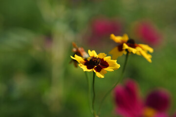 Yellow flower with beautiful petals individually depicted on a flower meadow