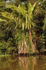 nature landscape in tortuguero costa rica