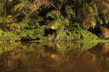 Fototapeta na wymiar nature landscape in tortuguero costa rica
