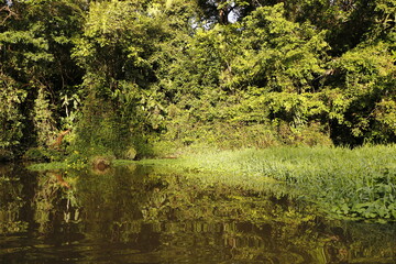 nature landscape in tortuguero costa rica