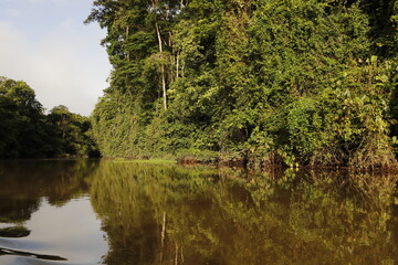 nature landscape in tortuguero costa rica