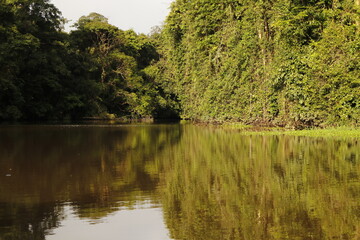 nature landscape in tortuguero costa rica