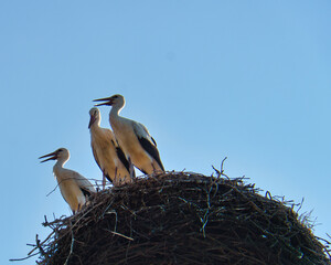 three white storks in the nest on a chimney in Brandenburg.