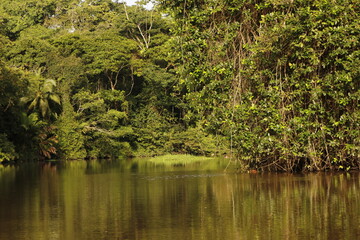 nature landscape in tortuguero costa rica