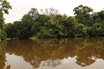 nature landscape in tortuguero costa rica