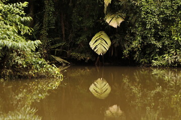 nature landscape in tortuguero costa rica