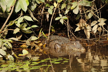 crocodiles in costa rica river