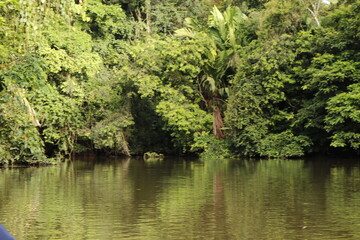 nature landscape in tortuguero costa rica