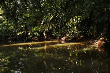 nature landscape in tortuguero costa rica